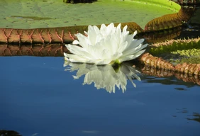 Imagem #18 do Pacote Pantanal