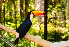Imagem #3 do Pacote Foz do Iguaçu + Compras no Paraguai